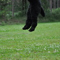 honden foto oeps beetje te hoog gesprongen