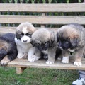 honden foto 