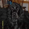honden foto 