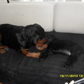 honden foto zamen met leila de rotweiler
