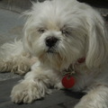 honden foto Even lekker in de zon