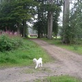 honden foto 