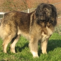honden foto Zoon van Flex z Woli(multi kamp.) en Cytra Talgo.
Internationaal kampioen
Kampioen van Belgie
Kampioen van Duitsland
Kampioen van Luxemburg
VDH Europa Sieger
Best male of breed

Kweeker:HUNZA Polen
Eigenaar:kennel of 