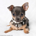honden foto Blue tan chihuahua teefje, haar naam is VIVI, super lief karakter met byzondere kleur.