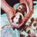honden foto Hier ben ik net geboren.Eventjes poseren dan maar.
