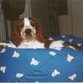 honden foto Zo die is van mij toevallig.