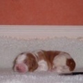 honden foto Slaap kindje slaap. 3 uurtjes oud.