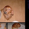 honden foto Voor Happydroepyzoetiedolly