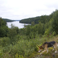 honden foto 