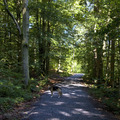 honden foto in het bos