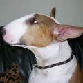 honden foto Stormbandits Eternal Gold - 