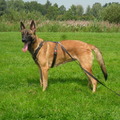 honden foto 