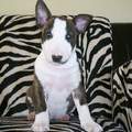 honden foto 
