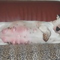 honden foto Diva volop zwanger...van 8 babys.