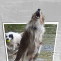 honden foto Voor Hanna