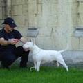 honden foto Diva eerste show stand met Pat.-1 jaar