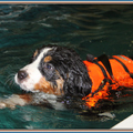 honden foto Das beter, nu kan ik weer rustig verder ...
