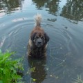 honden foto Lekker zwemmen