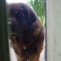 honden foto Kiekeboe