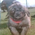 honden foto Moes als pup