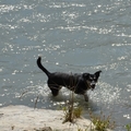 honden foto Jongens!! kom lekker zwemmen, heerlijk fris hier!