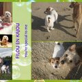 honden foto 
