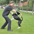 honden foto 