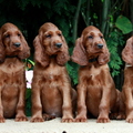 honden foto Irish Setter puppies available www.saturnii.eu