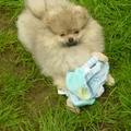 honden foto 