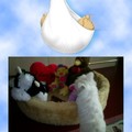 honden foto Tsjaa denkt Chicka hoe kom ik daarin