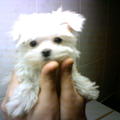 honden foto Chickaaaaaaaaaaaaa 9 weekjes