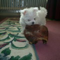 honden foto Jammie jammie
