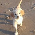honden foto 