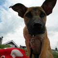 honden foto doe je nou