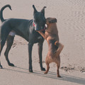 honden foto He, psssst, zal ik jou iets vertellen