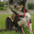 honden foto 