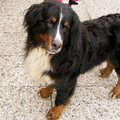 honden foto Dit was Sophie's Vader