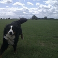 honden foto Gekke Sophie! HAha Als je op je hurken gaat zitten, ziet ie gelijk dat je bedoelt dat ie moet komen. Hij komt heel gek aanrennen!