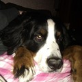 honden foto Ik kan het bewijzen. Hij is Speels En Actief, maar ook Lui!