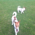 honden foto gezelligggg