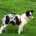 honden foto Dit is mijn nieuwe blue merle sheltie teefje van 5 maanden oud!
Heb haar 3 weken geleden geadopteerd :)
