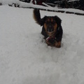 honden foto 