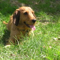 honden foto Vakantie Frankrijk 2011