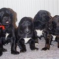 honden foto Ons f-nest Afghaanse Windhonden puppies op een rij
