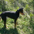 honden foto 