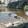 honden foto 