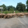 honden foto 