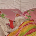 honden foto Chicka is slapie slapie aan het doen