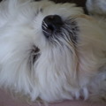 honden foto Diepe maar dan ook diepe rust, ssssssttt anders word ze wakker