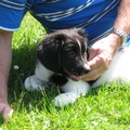 honden foto Wat zijn wij blij met Boyke....
Het is een Friese Stabij.